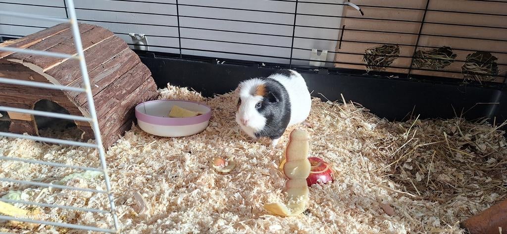 Cavia vrouwtjes, Augustus, Vrouwelijk, Overige typen