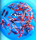 Jonge Japankoi bij ons keus uit duizenden stuks vele soorten, Dieren en Toebehoren, Karper of Koi