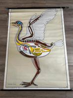 Geraamte van een vogel, Ophalen of Verzenden, Natuur en Biologie