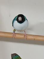 Tekoop  goudamadine, Dieren en Toebehoren, Meerdere dieren