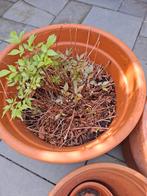 3x Terracotta pot, Ophalen, Rond, Steen, Minder dan 30 cm