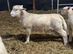 Poll Dorset ramlammeren en ooilammeren, Zwoegervrij ARR/ARR, Meerdere dieren, Schaap, 0 tot 2 jaar
