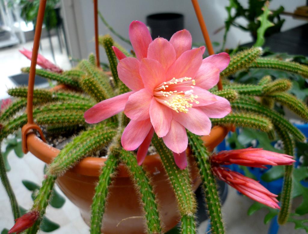 cactus - Aporocactus Klärchen, Huis en Inrichting, Kamerplanten, Verzenden, Cactus, Volle zon, Minder dan 100 cm