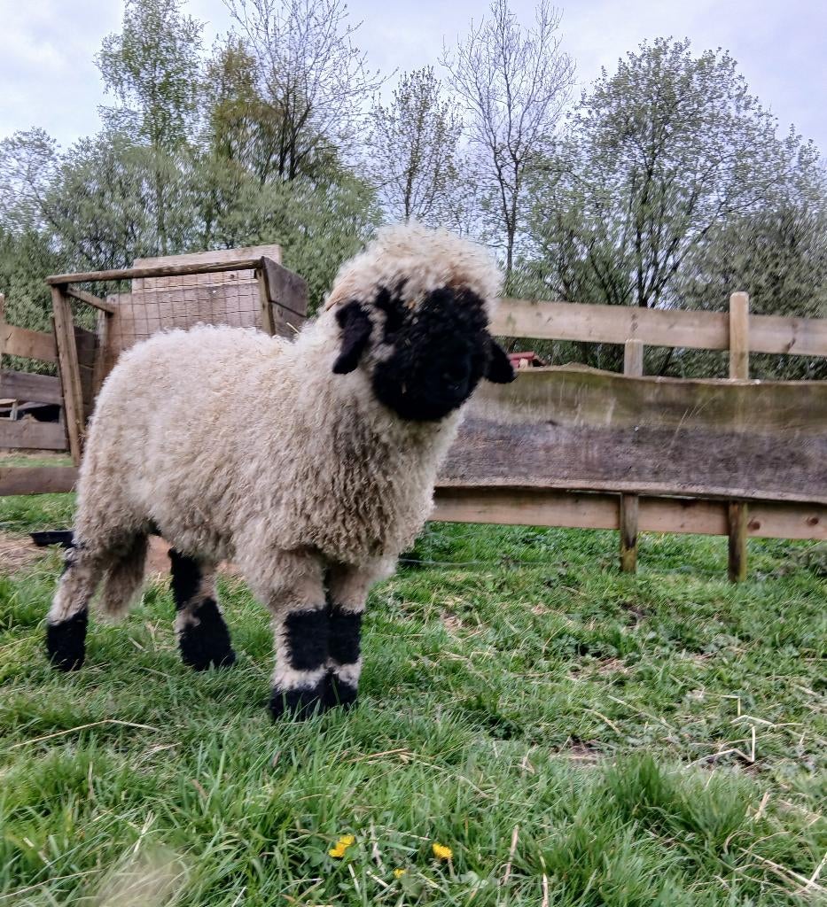 Walliser schwarznase ramlam, Dieren en Toebehoren, Schapen, Geiten en Varkens, Mannelijk, Schaap