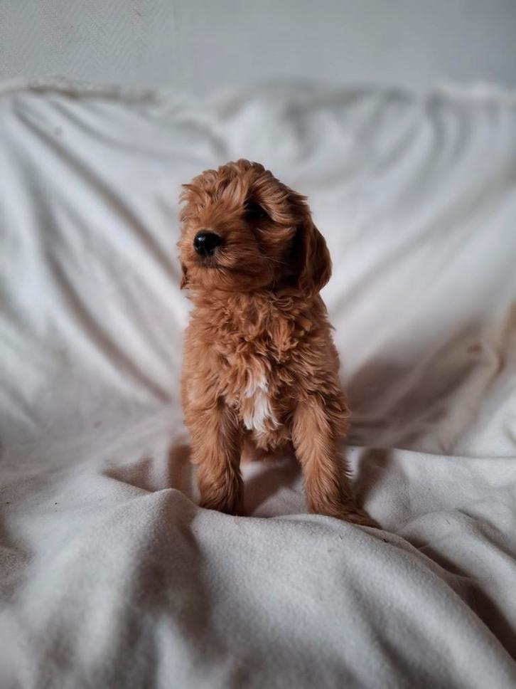 Lieve sociale kleine medium labradoodle puppys pups te koop, Dieren en Toebehoren, Honden | Retrievers, Spaniëls en Waterhonden
