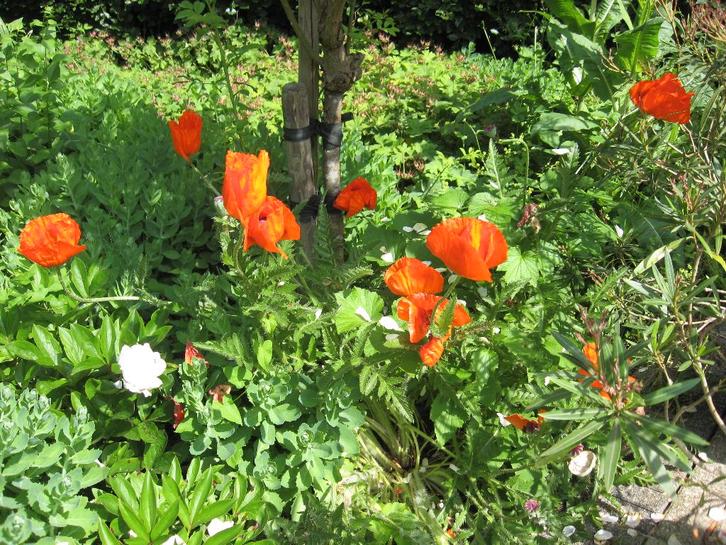 Papaver orientale ''Brilliant"" Oosterse klaproos poppy, Tuin en Terras, Planten | Tuinplanten, Vaste plant, Overige soorten, Halfschaduw