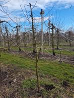 Kersenbomen, Ophalen, Lente