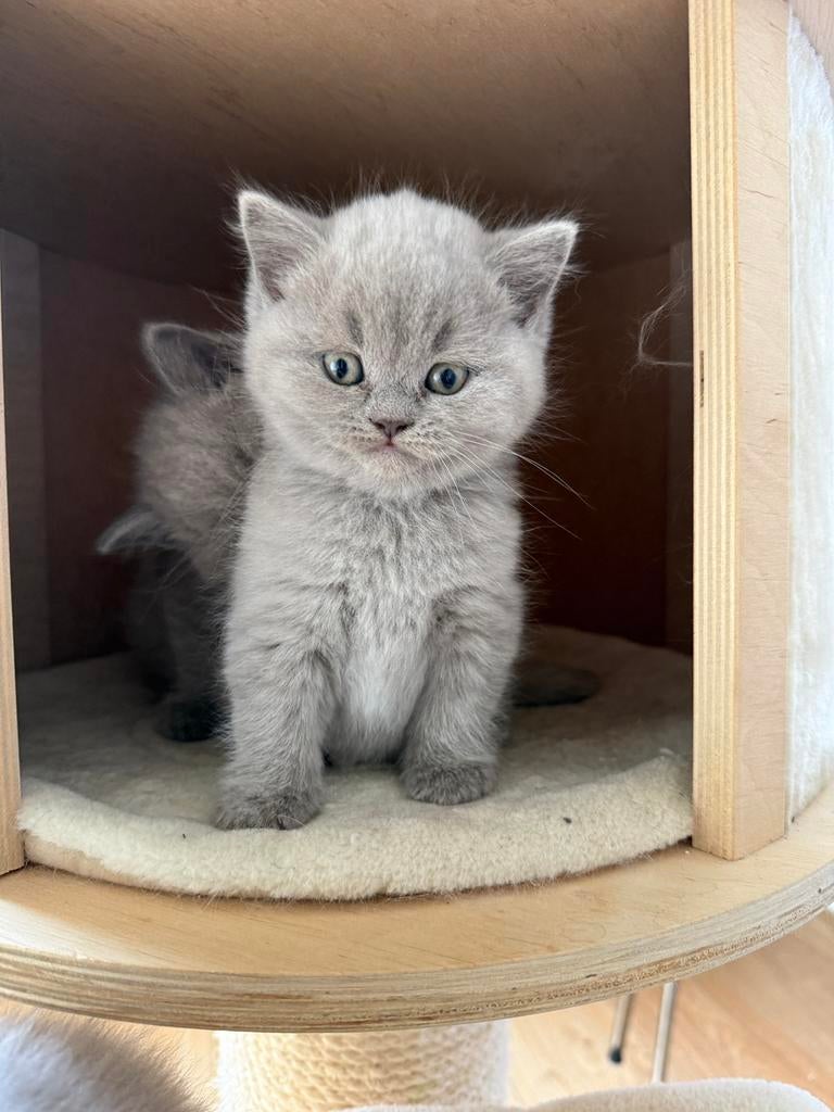 Britse korthaar kittens te koop - allemaal gereserveerd, Dieren en Toebehoren, Katten en Kittens | Raskatten | Korthaar, Meerdere dieren