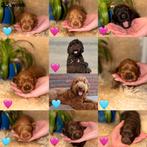 Prachtige Medium Australian Labradoodles geboren!, Overige rassen, 8 tot 15 weken, Geslacht onbekend, Parvo
