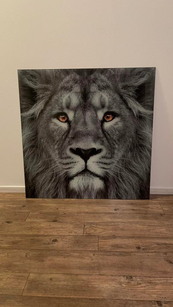 Schilderij op glas leeuw 80x80, Ophalen, Zo goed als nieuw, Schilderij, 75 tot 100 cm
