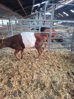 Te koop lakenvelder pink, Dieren en Toebehoren, Runderen, Vrouwelijk