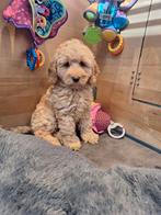 Australian labradoodle pups, Nederland, Overige rassen, 8 tot 15 weken, Meerdere