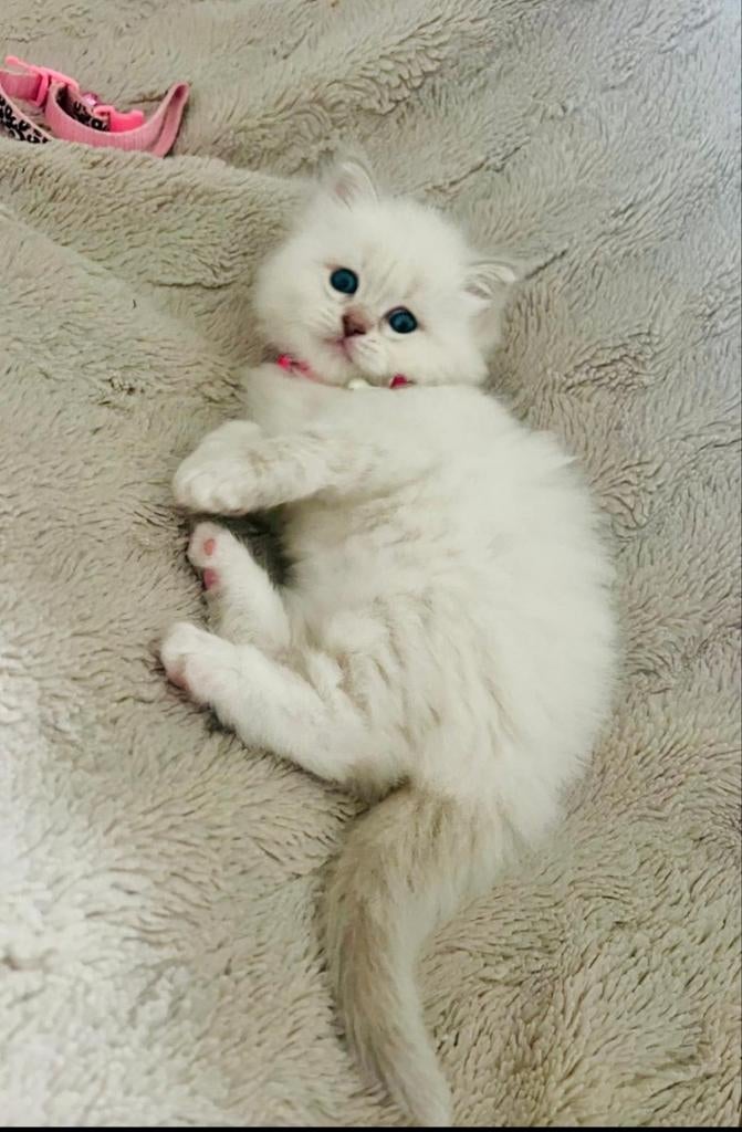 Raszuivere ragdoll kittens verwacht!!, Dieren en Toebehoren, Katten en Kittens | Raskatten | Langhaar, Meerdere dieren, Met stamboom