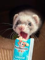 Mannetjes fret gezocht om te dekken, Dieren en Toebehoren, Overige Dieren, Maart, Vrouwelijk