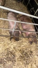 Varkens vlees , varken, Varken