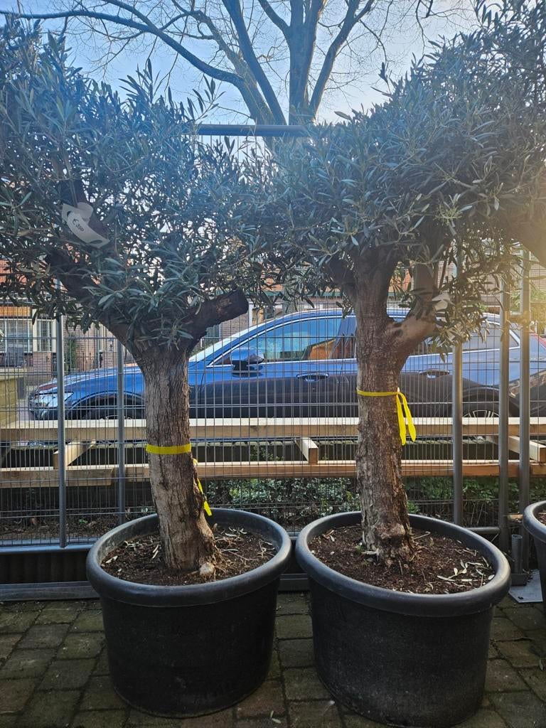 Dikke vertakte olijfbomen 170-200cm hoog, Tuin en Terras, Planten | Bomen, Volle zon, Ophalen of Verzenden, 100 tot 250 cm, Olijfboom