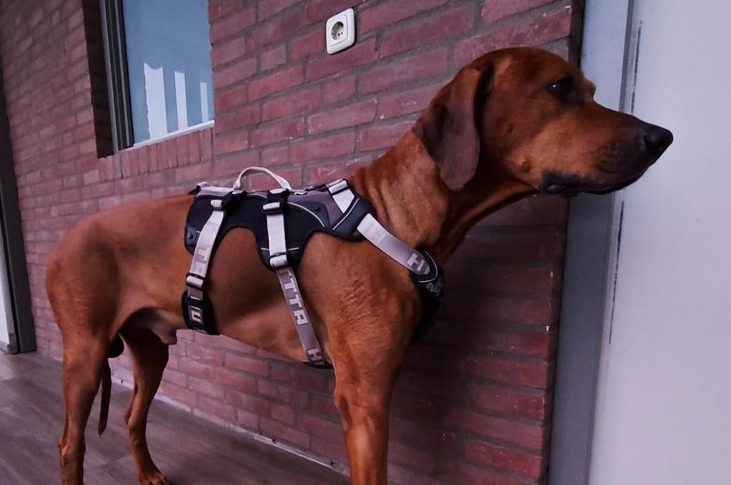 Hurtta Safeguard Harness Harnas tuig voor grote hond, Ophalen of Verzenden, Zo goed als nieuw