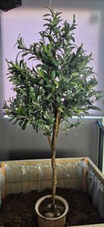 Kunst olijvenboompje, Ophalen, Overige soorten