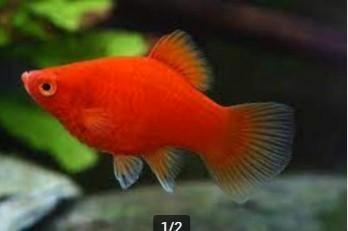 Platy dark red XXL - Koidream Valburg, Dieren en Toebehoren, Vissen | Aquariumvissen, Zoetwatervis, Vis