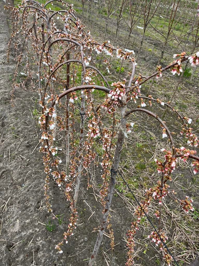 Prunus snofozam ‘Snow fountains’, Tuin en Terras, Planten | Bomen, Treurboom, Lente, 100 tot 250 cm, Ophalen