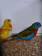 Koppel roodbuik turquoisine parkieten, Meerdere dieren, Parkiet, Geringd