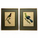 Twee prenten, vogels, 1980 tot heden, Ophalen of Verzenden, Zo goed als nieuw, Dier