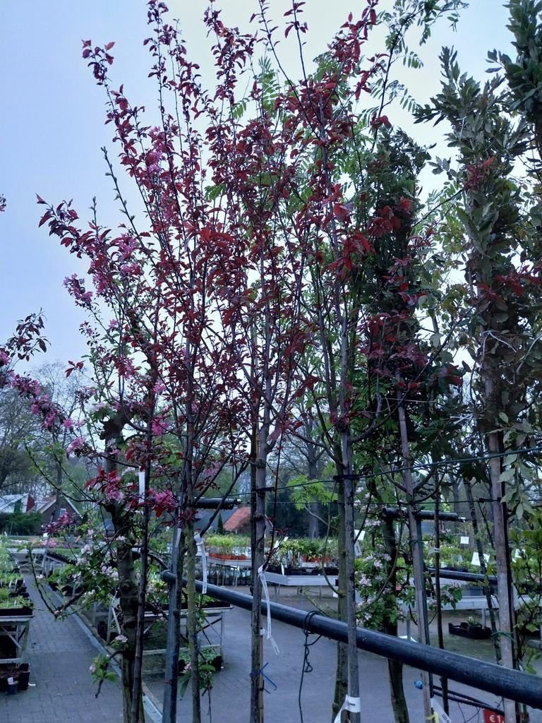 Prunus cerasifera 'Nigra' - Rode Kerspruim, Overige soorten, Lente, 250 tot 400 cm, Ophalen