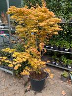 Japanse Esdoorn 'Katsura' - Acer Palmatum, Bloeit niet, Halfschaduw, Overige soorten, 100 tot 250 cm