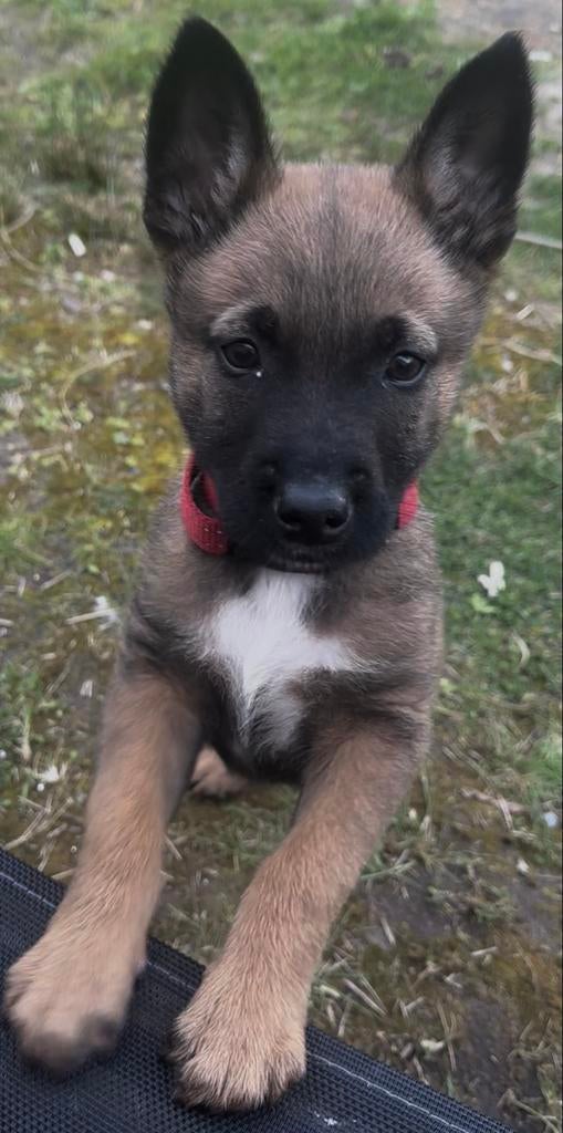 Belgische Herder-puppy, Dieren en Toebehoren, Parvo, Reu, 8 tot 15 weken, Eén hond