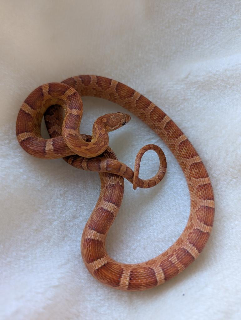 Koppel 100% heterozygoot scaleless / Microscale Motley Hypo, Dieren en Toebehoren, Reptielen en Amfibieën, Slang, 0 tot 2 jaar