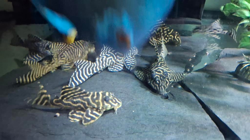 L-333 Hypancistrus Pleco Meerval 3cm, Dieren en Toebehoren, Vissen | Aquariumvissen, Vis