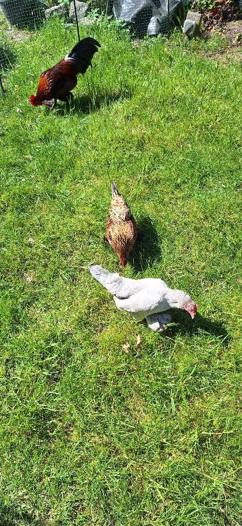 Sabelpoot kriel, Dieren en Toebehoren, Pluimvee, Kip, Meerdere dieren