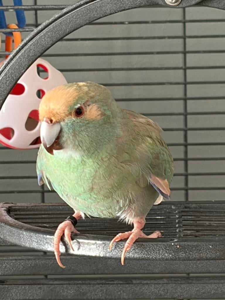 Gezocht kakariki pop voor mooie man, Dieren en Toebehoren, Vogels | Parkieten en Papegaaien, Vrouwelijk, Parkiet