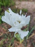 Papaver somniferum Indian Raja White zaden, Ophalen of Verzenden, Voorjaar, Volle zon, Zaad