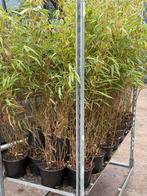 Bamboe fargesia rufa nieuw binnen hoog 1 m prijs 6,95 pst, Volle zon, Vaste plant, Bloeit niet, Ophalen