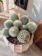 cactus zonder sierpot!, Ophalen, Cactus, Halfschaduw, Minder dan 100 cm