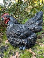 Beeld kip, tuin, vijver, gazon, boerderij 40cm, Tuin en Terras, Tuinbeelden, Ophalen, Nieuw, Kunststof, Dierenbeeld