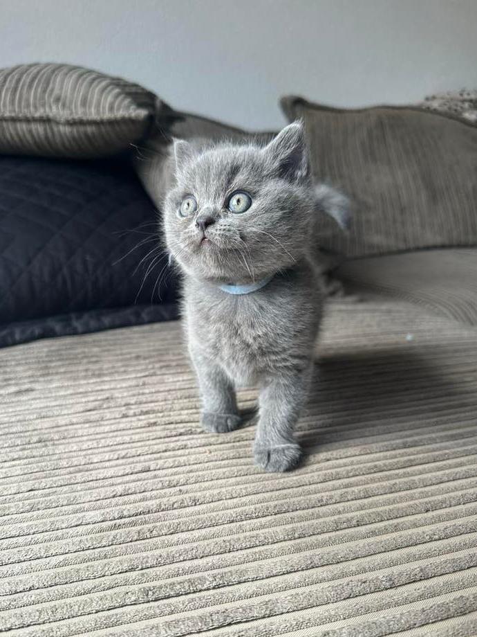 Raszuivere Britse Korthaar kitten met stamboom, Dieren en Toebehoren, Katten en Kittens | Raskatten | Korthaar, Kater, Met stamboom