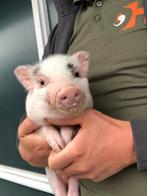 Minivarkens | Jonge biggen in verschillende kleuren, Dieren en Toebehoren, Schapen, Geiten en Varkens, Meerdere dieren, Varken