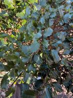 25 Hulst struiken te koop, Ophalen, Hulst, Haag, Minder dan 100 cm