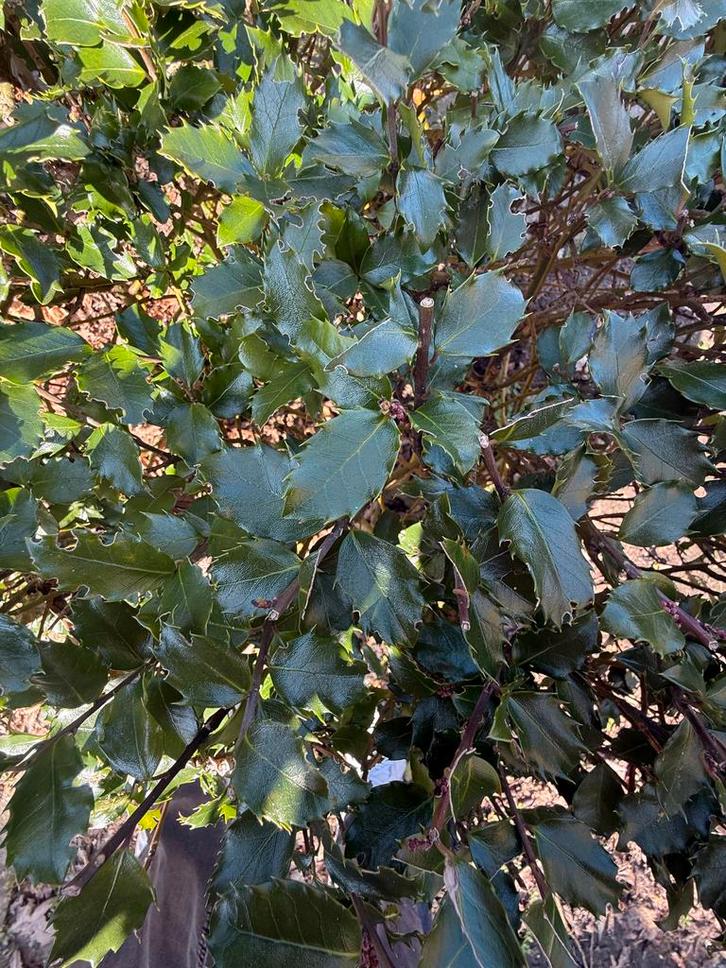 25 Hulst struiken te koop, Tuin en Terras, Planten | Struiken en Hagen, Haag, Hulst, Minder dan 100 cm, Ophalen