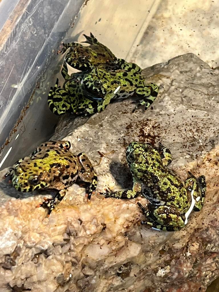 3 x nakweek 2025 bombina orientalis, Dieren en Toebehoren, Amfibie, 0 tot 2 jaar