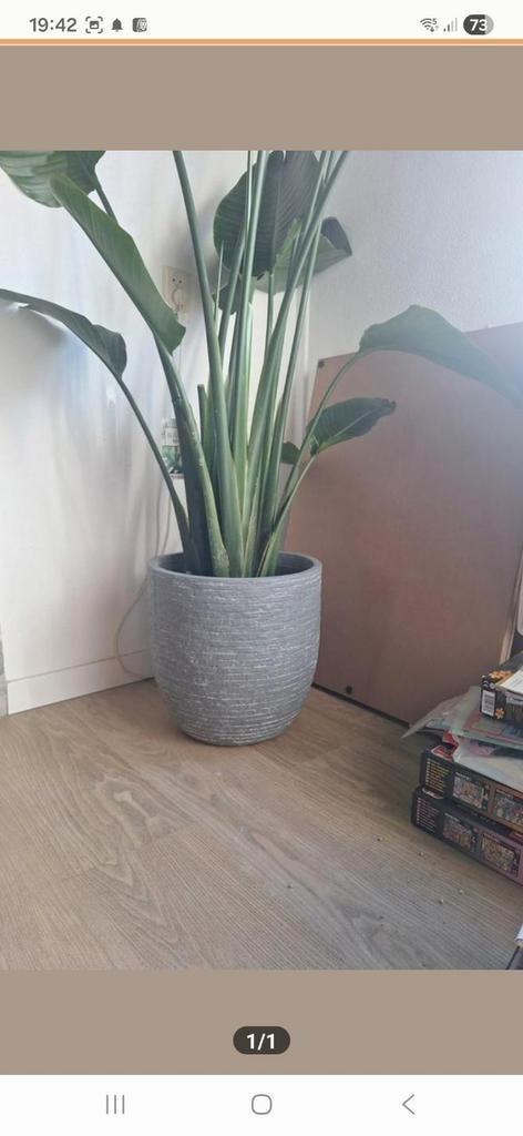 Grote bloempot ruilen tegen een groene bloempot, Huis en Inrichting, Kamerplanten, Ophalen of Verzenden, Halfschaduw, Minder dan 100 cm