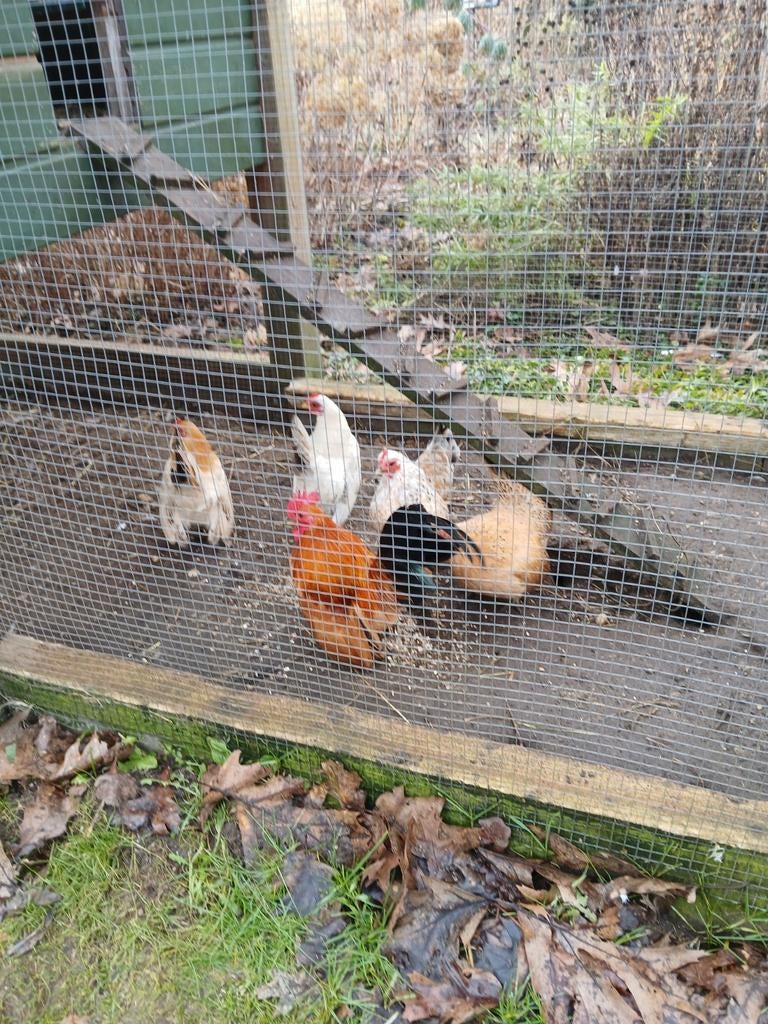 Aangeboden broedeieren Serama , niet familiare, Dieren en Toebehoren, Pluimvee, Geslacht onbekend, Kip