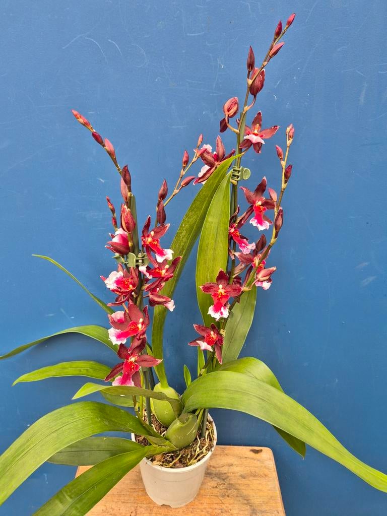 Orchidee Cambria Burrageara 'Barrocco Red' p12 (3), Huis en Inrichting, Kamerplanten, Ophalen of Verzenden, Halfschaduw, Minder dan 100 cm