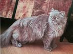Gezocht Perzische poes Beau vermist, Dieren en Toebehoren, Vermiste en Gevonden Dieren, Kat