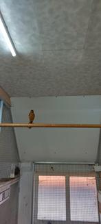 Sneeuwkruintapuit, Dieren en Toebehoren, Vogels | Overige Vogels, Mannelijk, Tropenvogel, Geringd