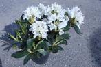Diverse Rhododendrons, Vaste plant, Halfschaduw, Lente, Ophalen