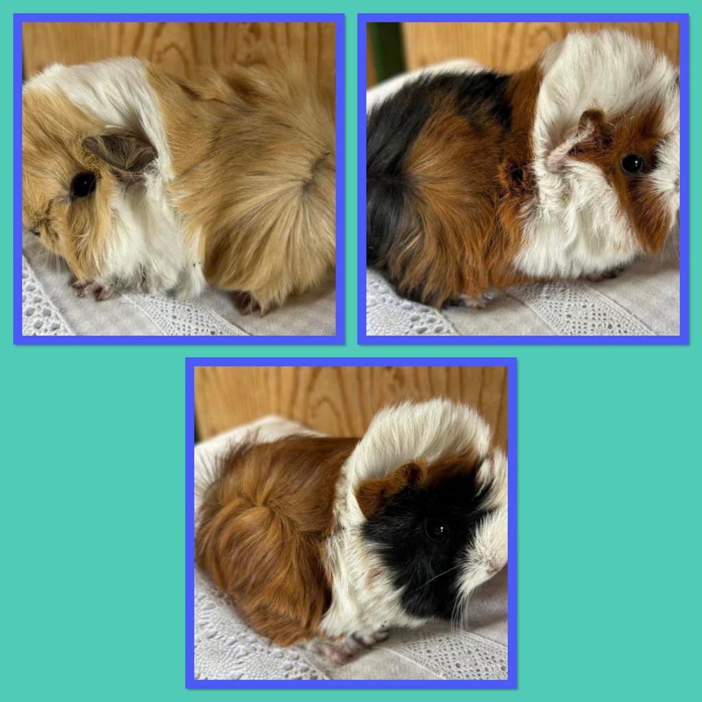 Drie jonge cavia mannetjes 🩵peruvian, Dieren en Toebehoren, Maart, Mannelijk, Cavia