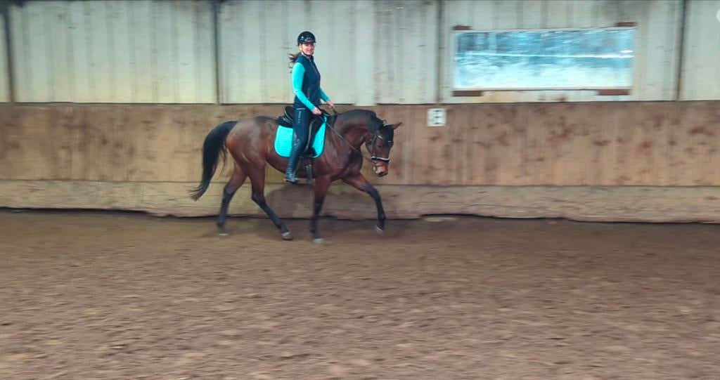Lieve merrie 10 jr, Dieren en Toebehoren, Paarden, Merrie, Met stamboom, B, 7 tot 10 jaar